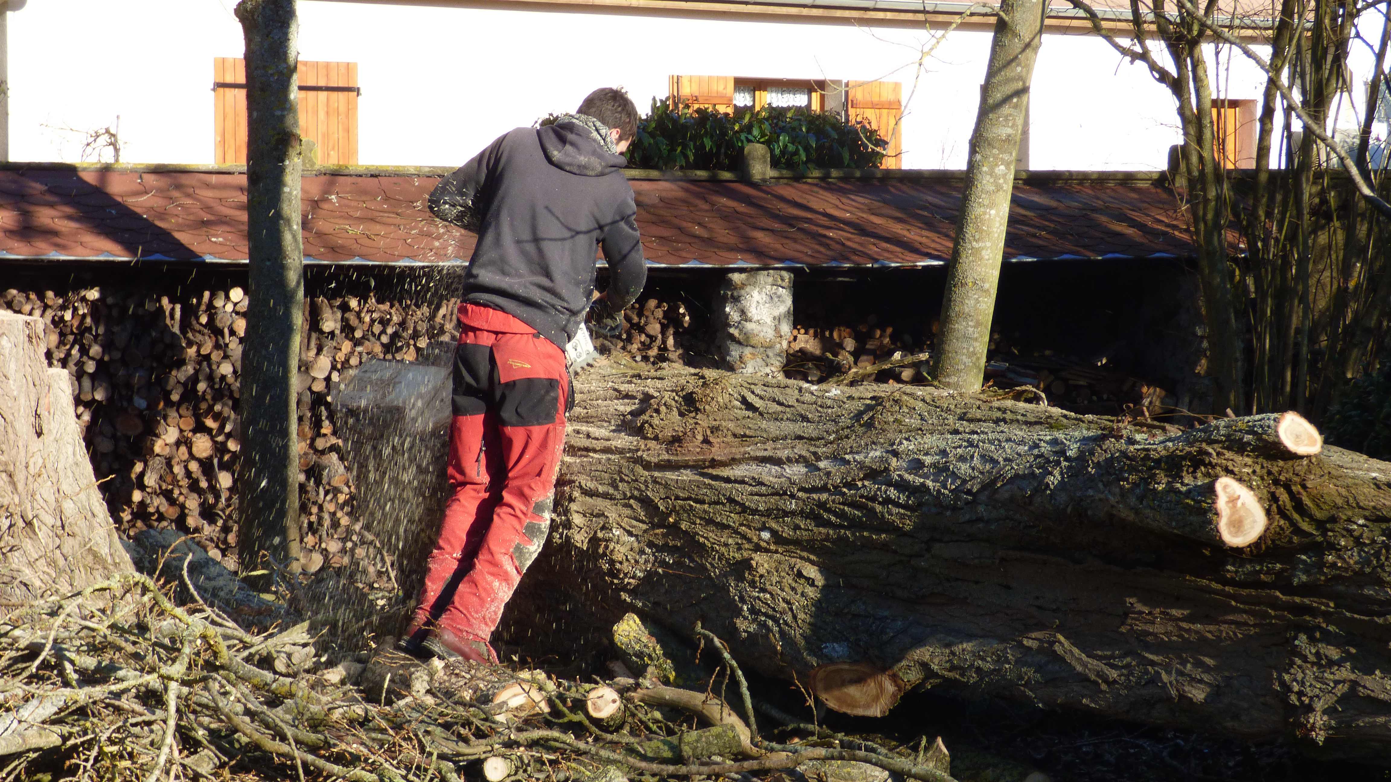elagage abattage peuplier La Houssay en brie 7710